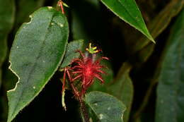 Image of Columnea minor (Hook.) Hanst.