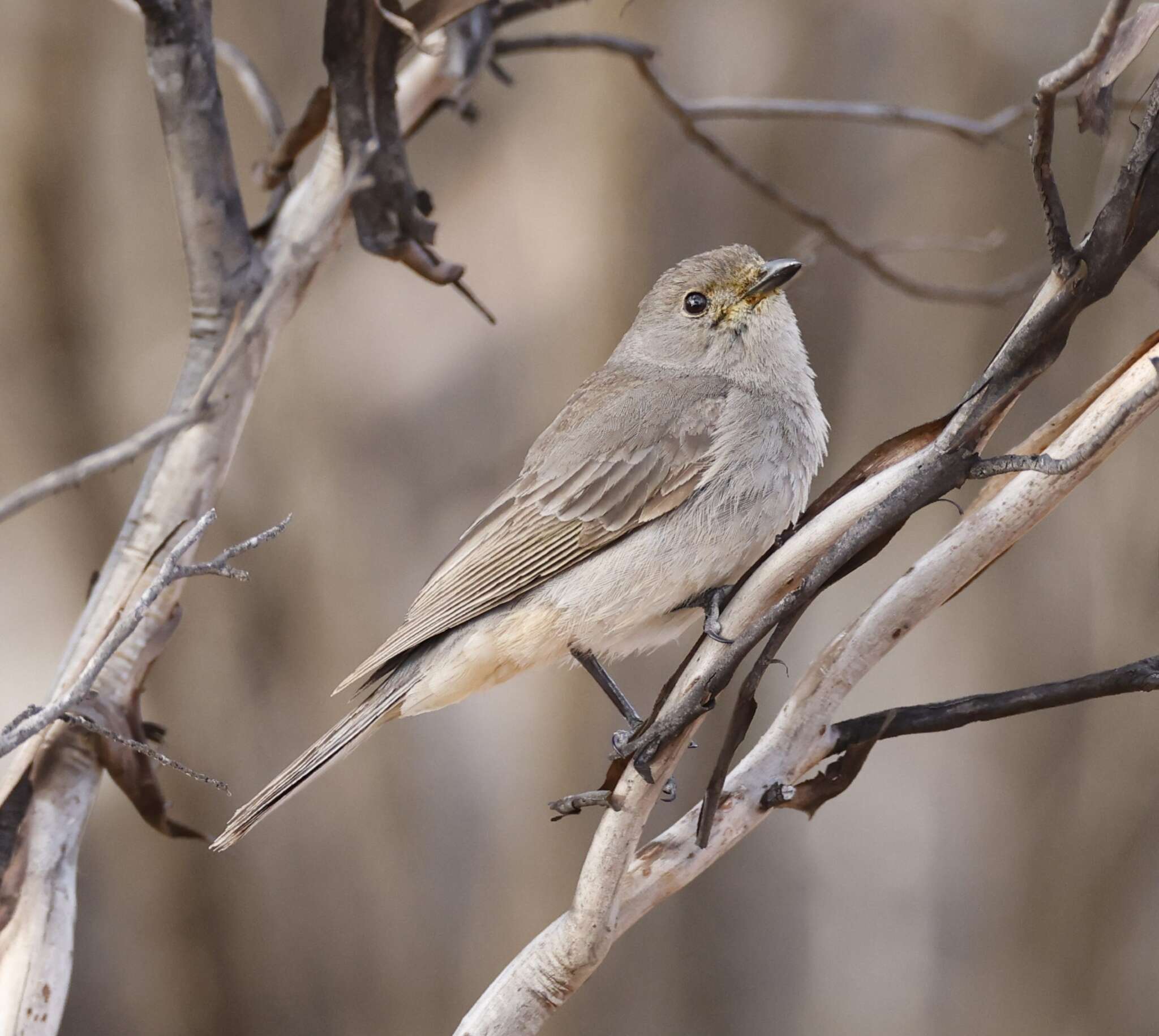 Pachycephala rufogularis Gould 1841 resmi