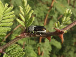 Plancia ëd Coscinoptera aeneipennis (J. L. Le Conte 1858)