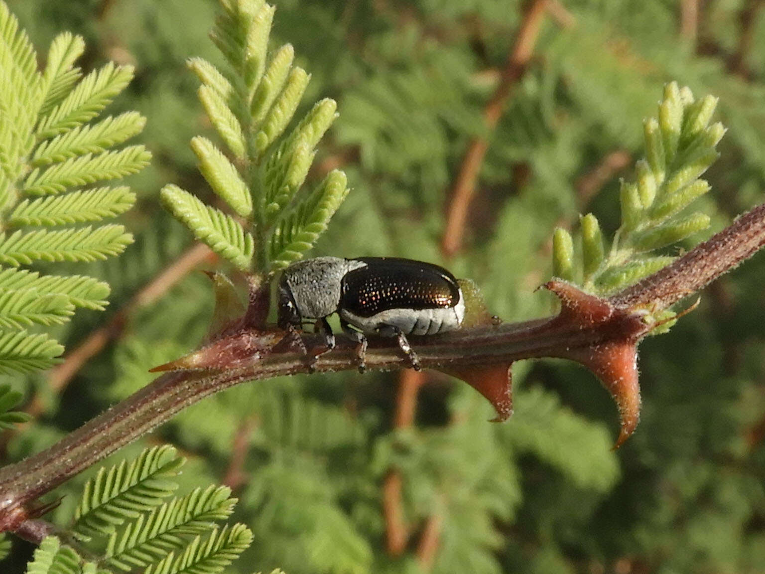 Plancia ëd Coscinoptera aeneipennis (J. L. Le Conte 1858)