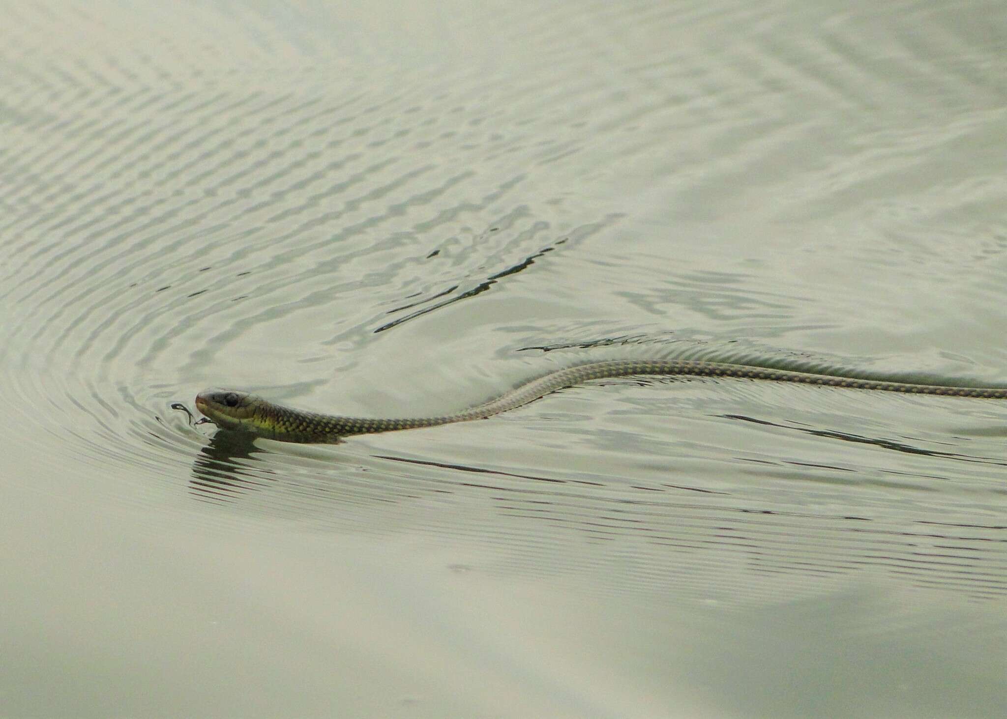 Image of Military ground snake