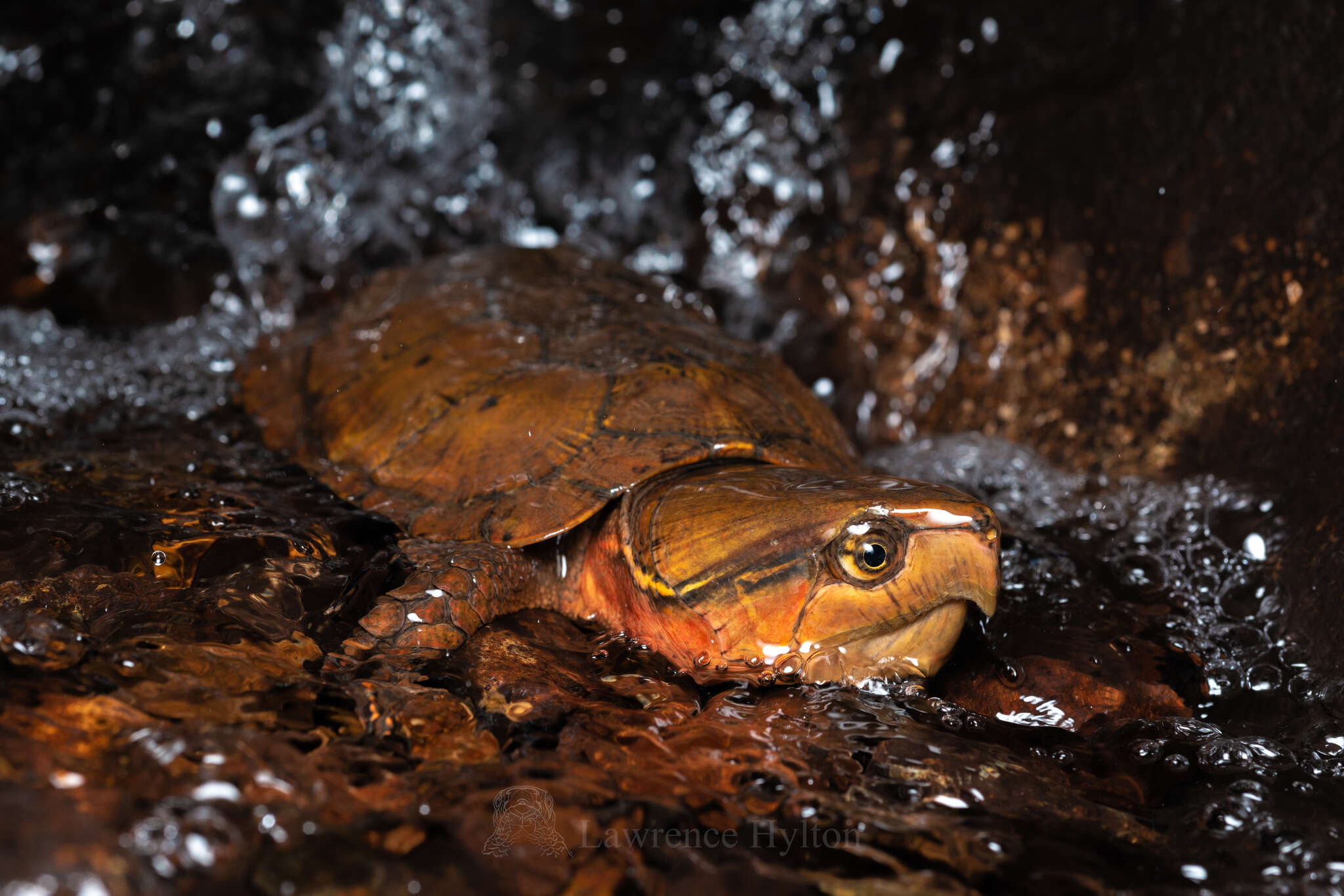 Image of Big-headed Turtle