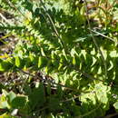 Image of Osteospermum polygaloides L.