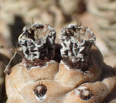 Image of Tephrocactus articulatus (Otto) Backeb.