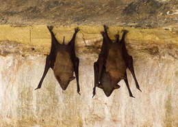 Image of Naked-rumped Tomb Bat