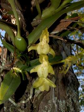 Слика од Leochilus scriptus (Scheidw.) Rchb. fil.