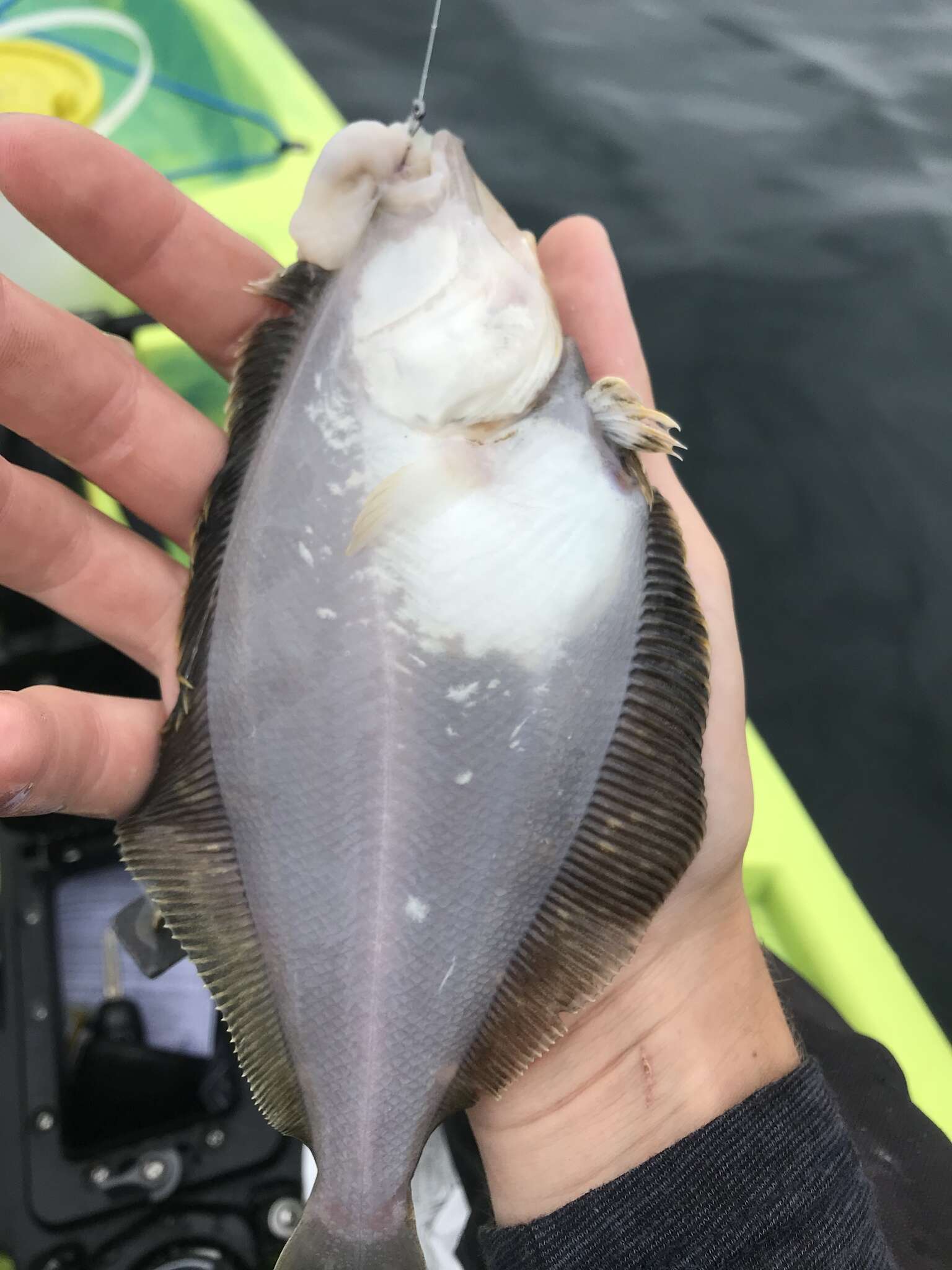 Image of Pacific sanddab