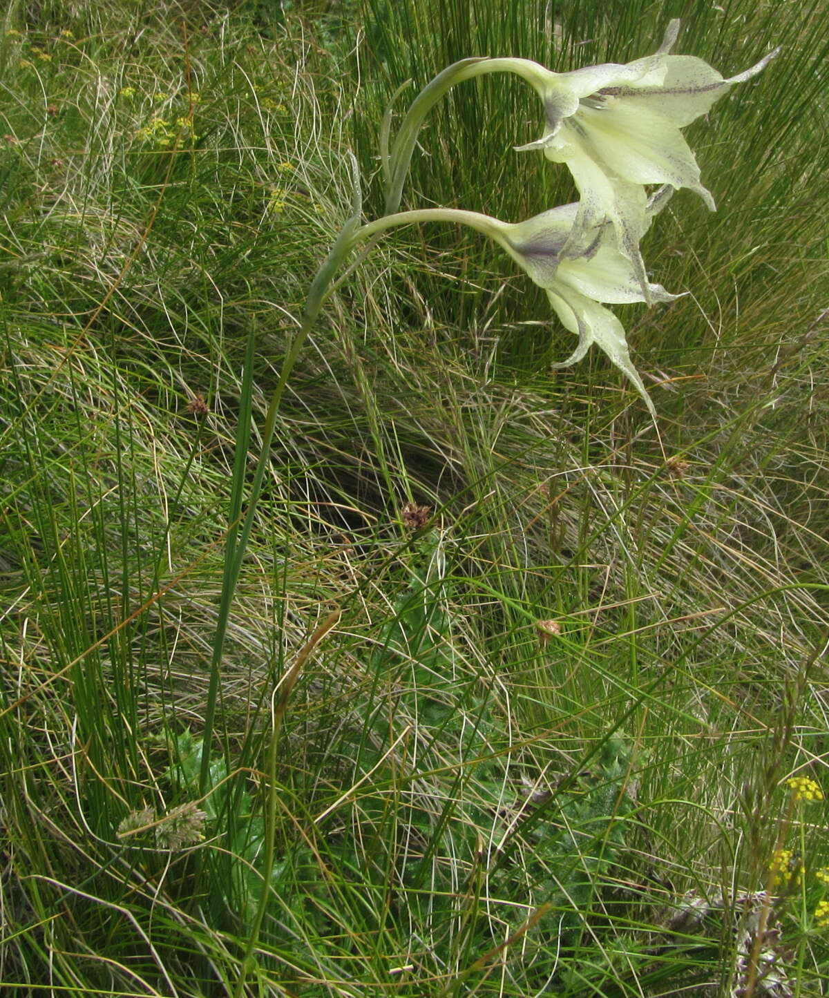 Imagem de Gladiolus longicollis subsp. longicollis