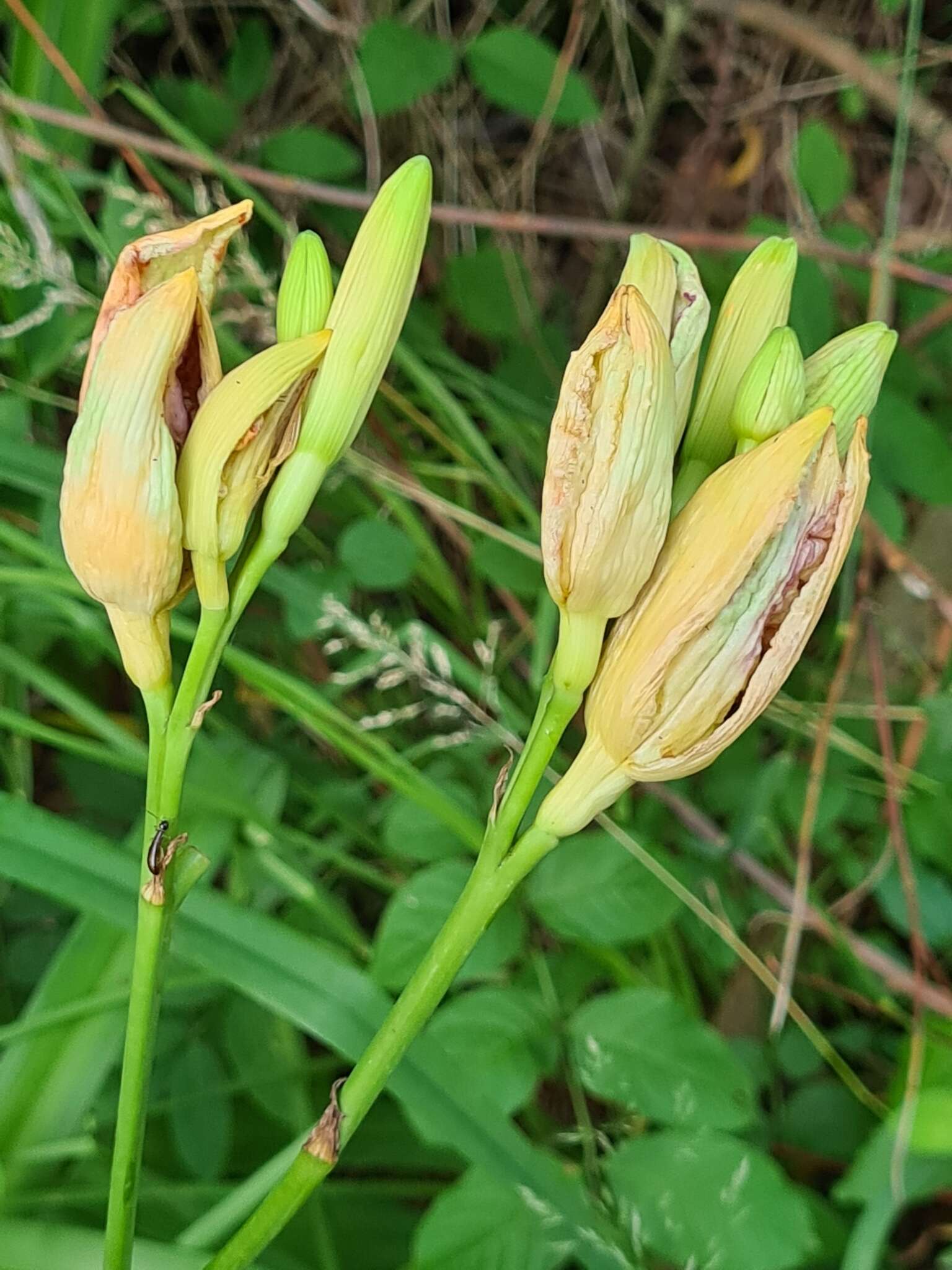 Imagem de Contarinia quinquenotata (Low 1888)