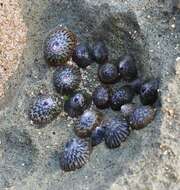 Image of black limpet