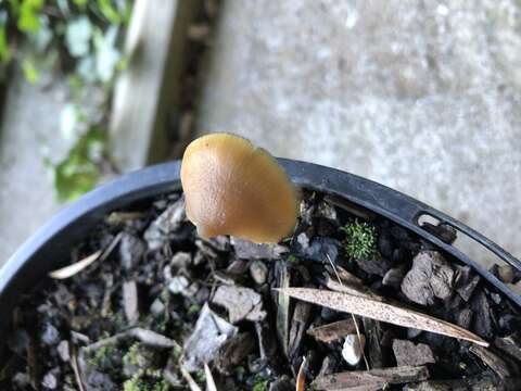 Image of Psilocybe angulospora Y. W. Wang & S. S. Tzean 2015