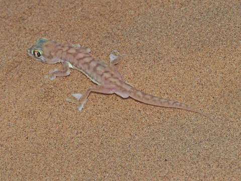 Image of Namib Sand Gecko