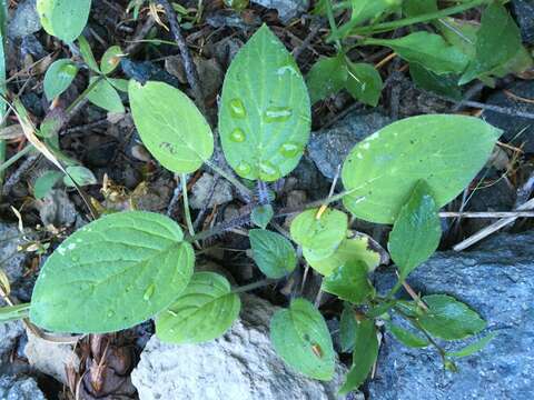 Phacelia leptosepala Rydb.的圖片