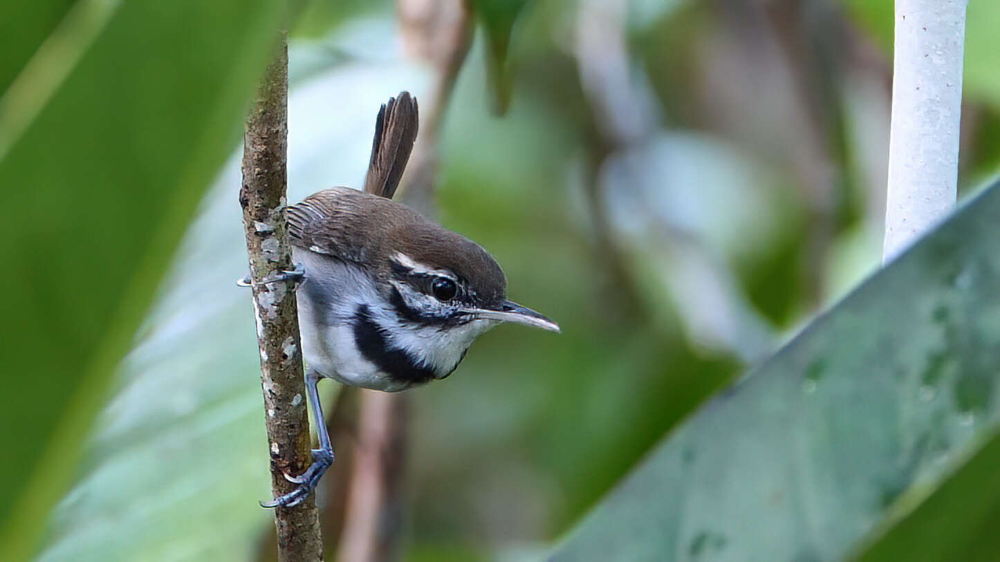 Image of Collared Gnatwren