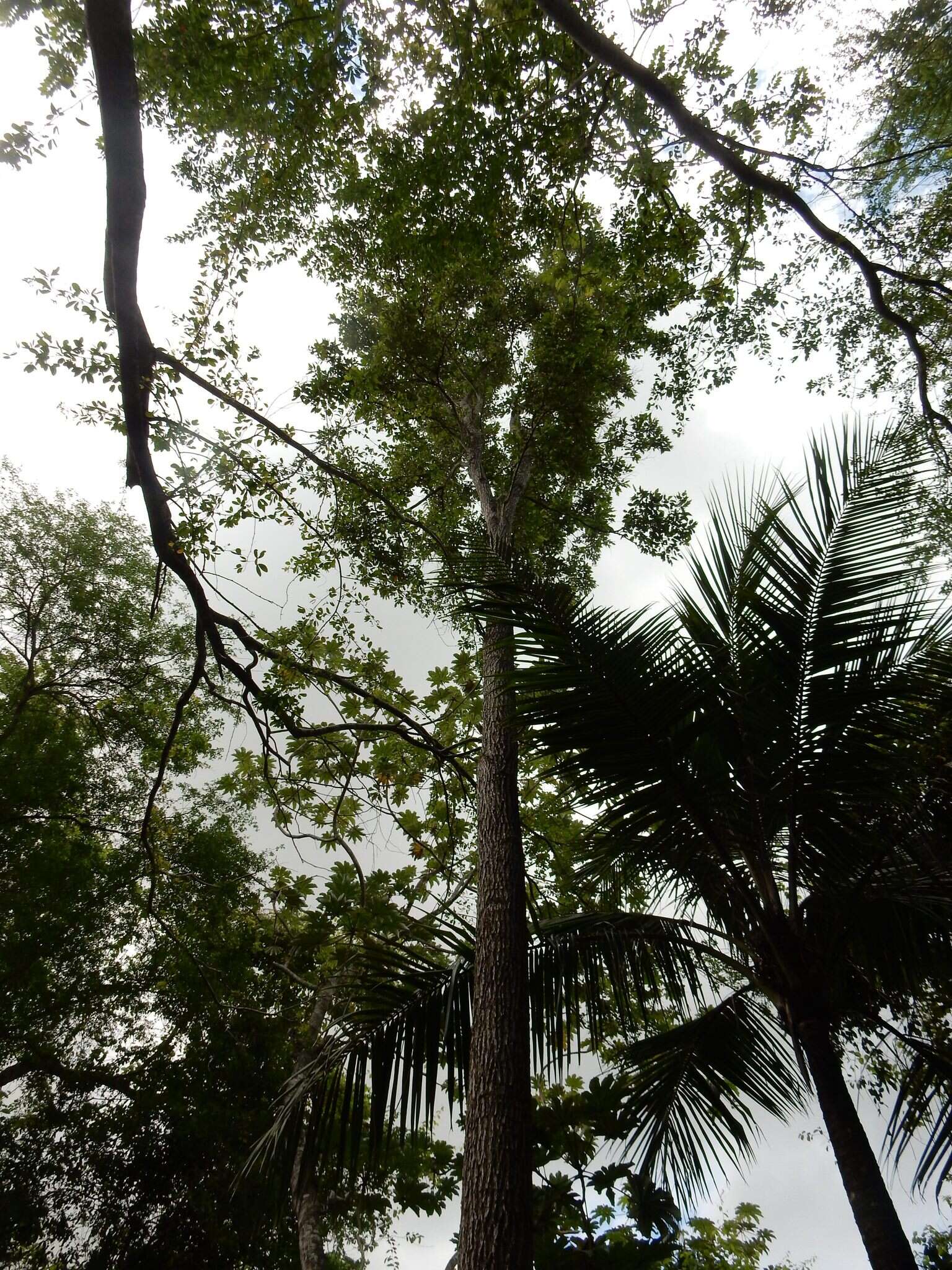 Image of Haitian catalpa