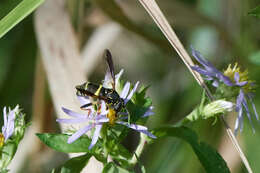 Image of Spilomyia sayi (Goot 1964)