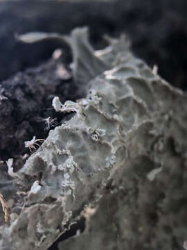 صورة Ramalina lacera (With.) J. R. Laundon