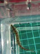 Image of Siberian spiny loach