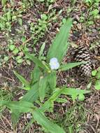 Image of Ozark spiderwort