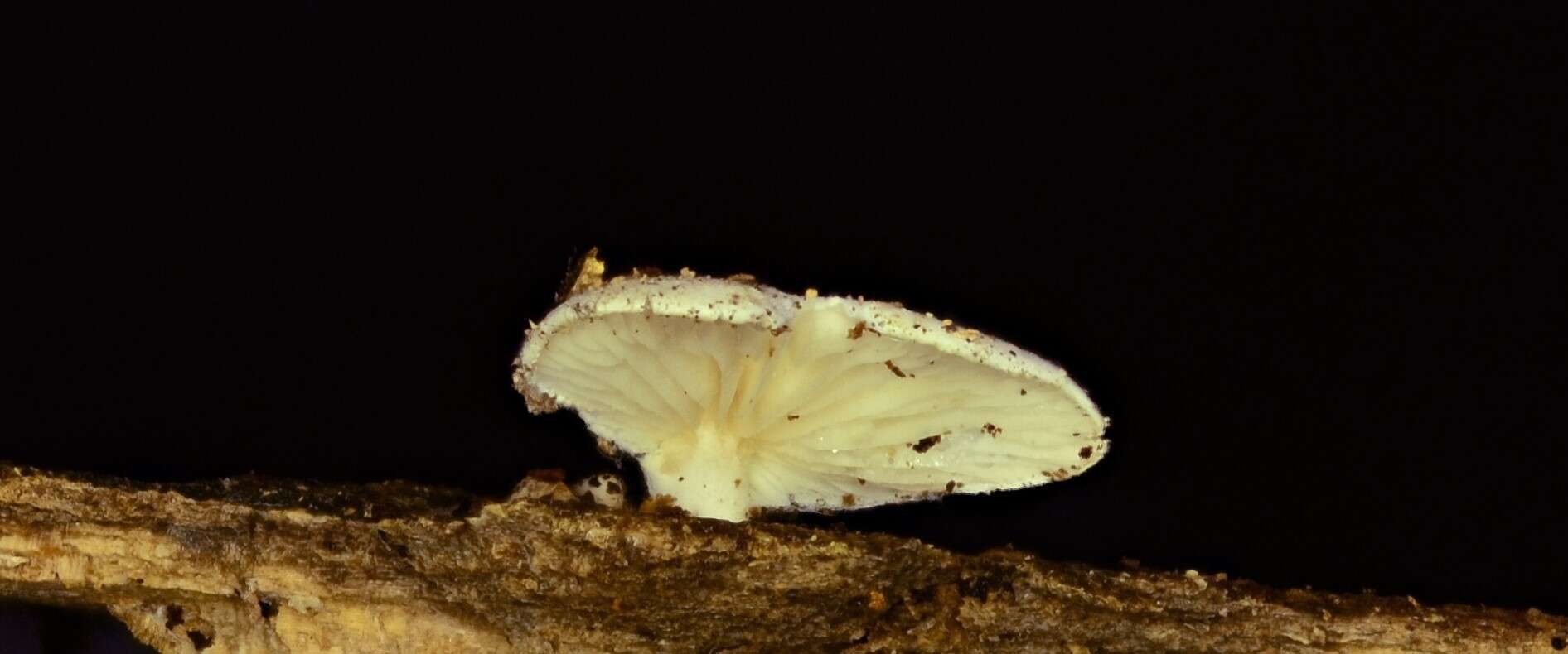 Image of Clitopilus scyphoides (Fr.) Singer
