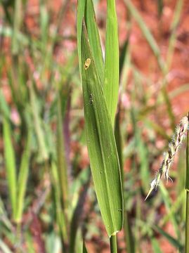 Image of <i>Echinolaena inflexa</i> (Poir.) Chase