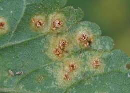 Image of Puccinia biporula J. W. Baxter 1952