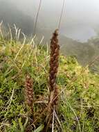 Imagem de Platanthera pollostantha R. M. Bateman & M. Moura