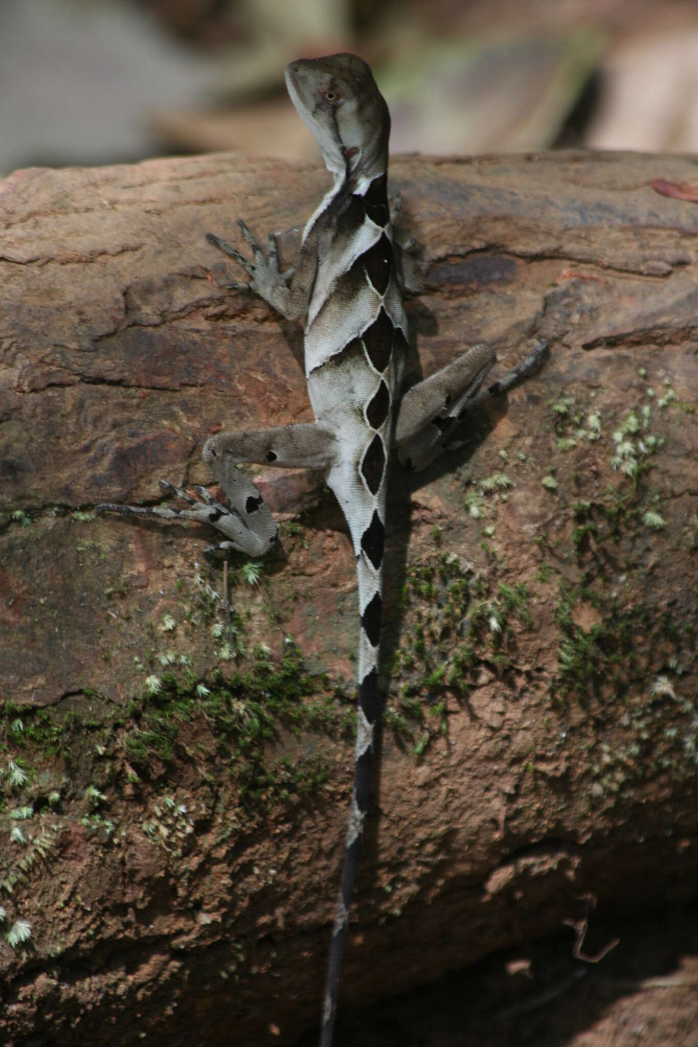 Image of Leeh's Fathead Anole