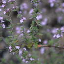 Sivun Micromeria herpyllomorpha subsp. herpyllomorpha kuva