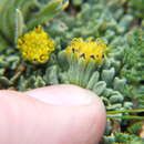 Image of Senecio moqueguensis Montesinos