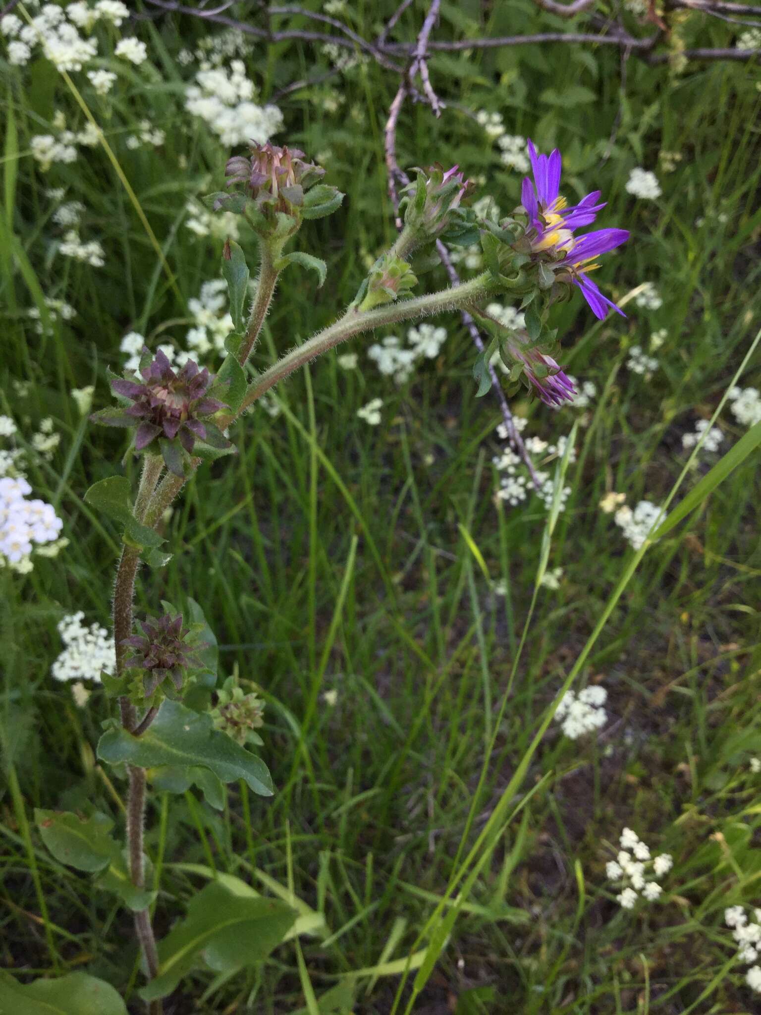 Eurybia integrifolia (Nutt.) G. L. Nesom resmi