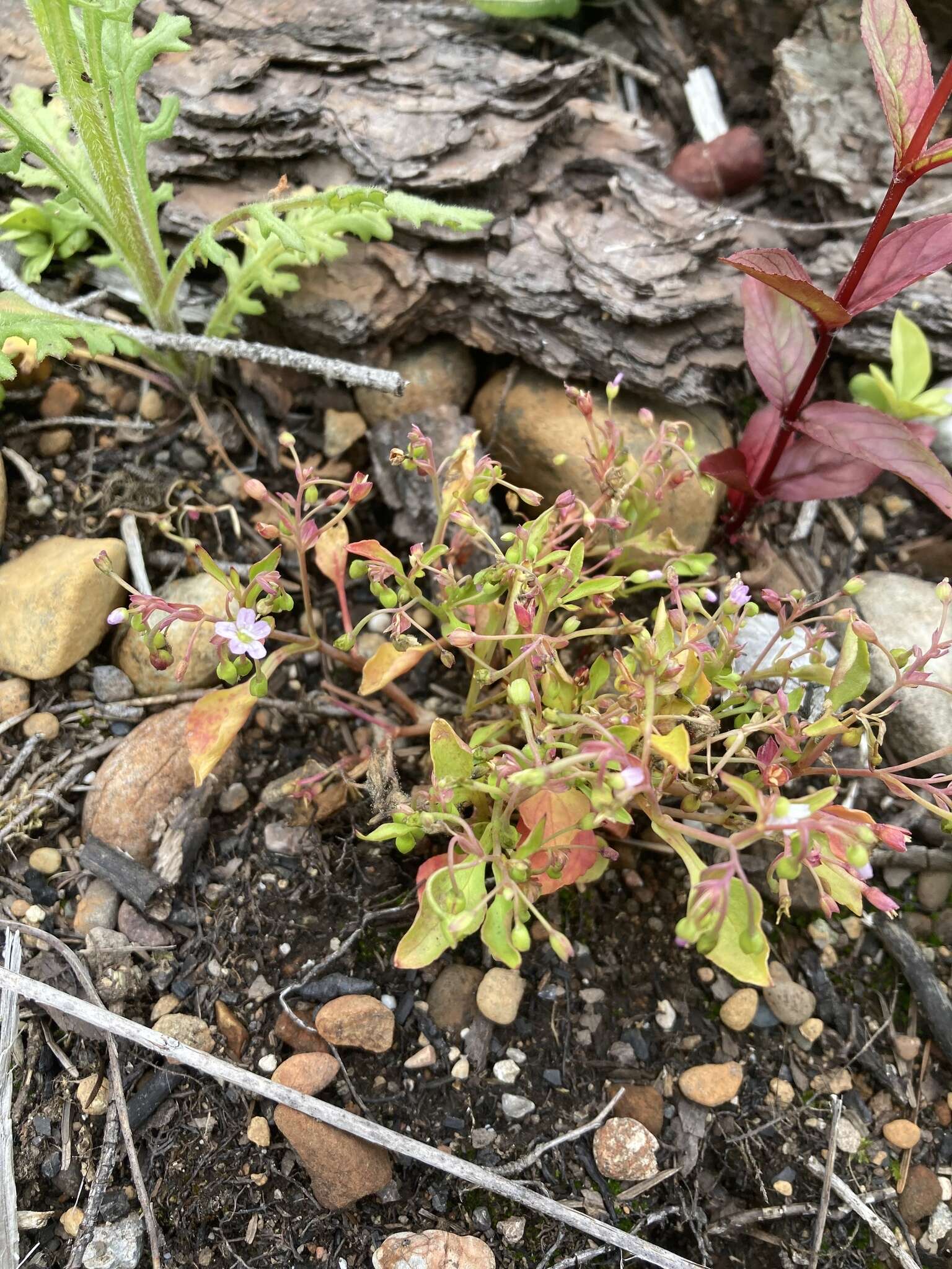 Image of spreading minerslettuce