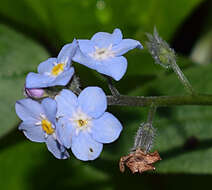 Image de Myosotis latifolia Poir.