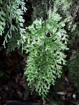 Hymenophyllum deplanchei Mett. ex Kuhn resmi