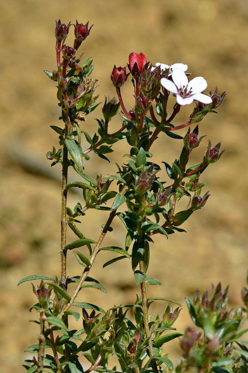 Image of Adenandra villosa subsp. villosa