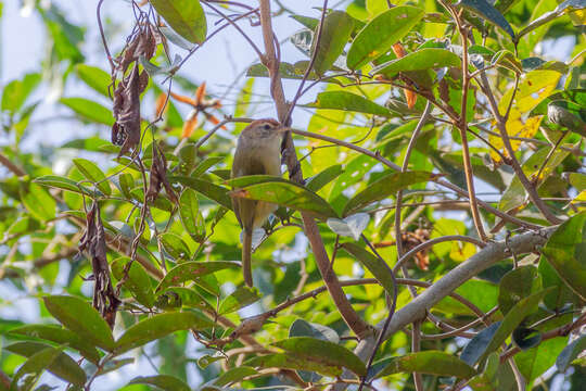 Image of Gray-eyed Greenlet