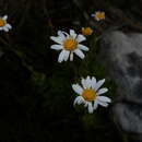 Imagem de Osmitopsis dentata (Thunb.) Bremer