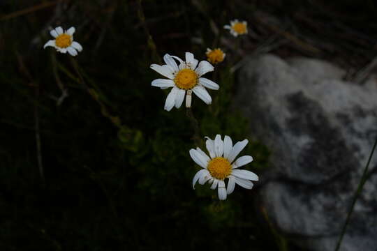 Image of Osmitopsis dentata (Thunb.) Bremer