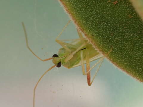 Image of green mirid