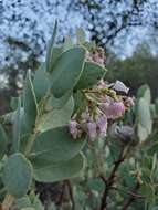 Image of Mariposa manzanita