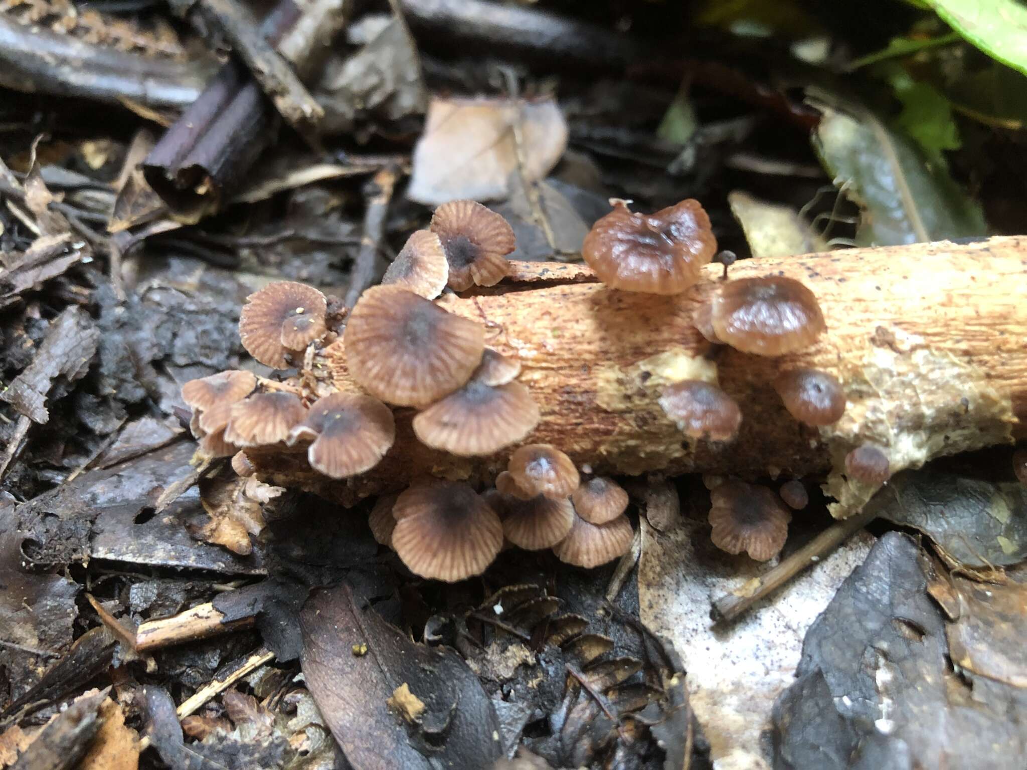 Imagem de Gymnopus ceraceicola J. A. Cooper & P. Leonard 2013