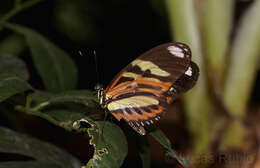 Image of Heliconius ethilla Latreille & Godart 1819