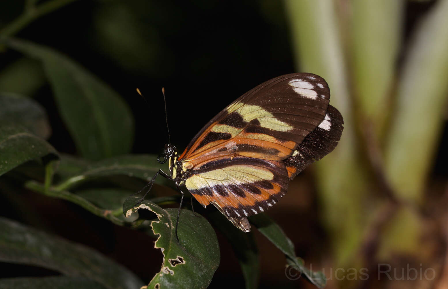 Image of Heliconius ethilla Latreille & Godart 1819