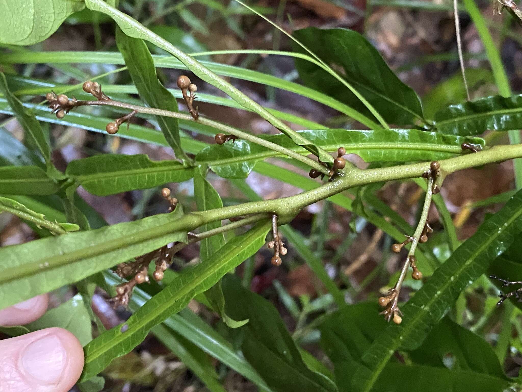 Image of Harpullia frutescens F. M. Bailey