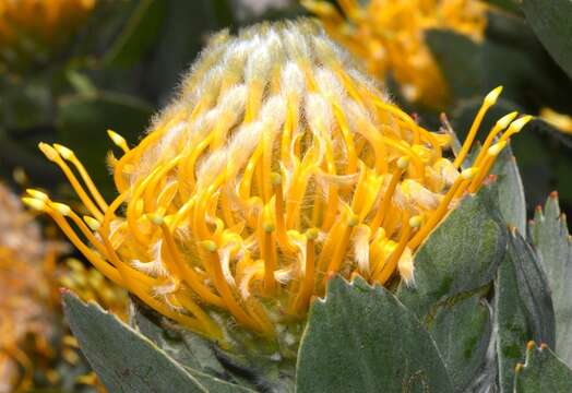 Image of Leucospermum conocarpodendron subsp. conocarpodendron