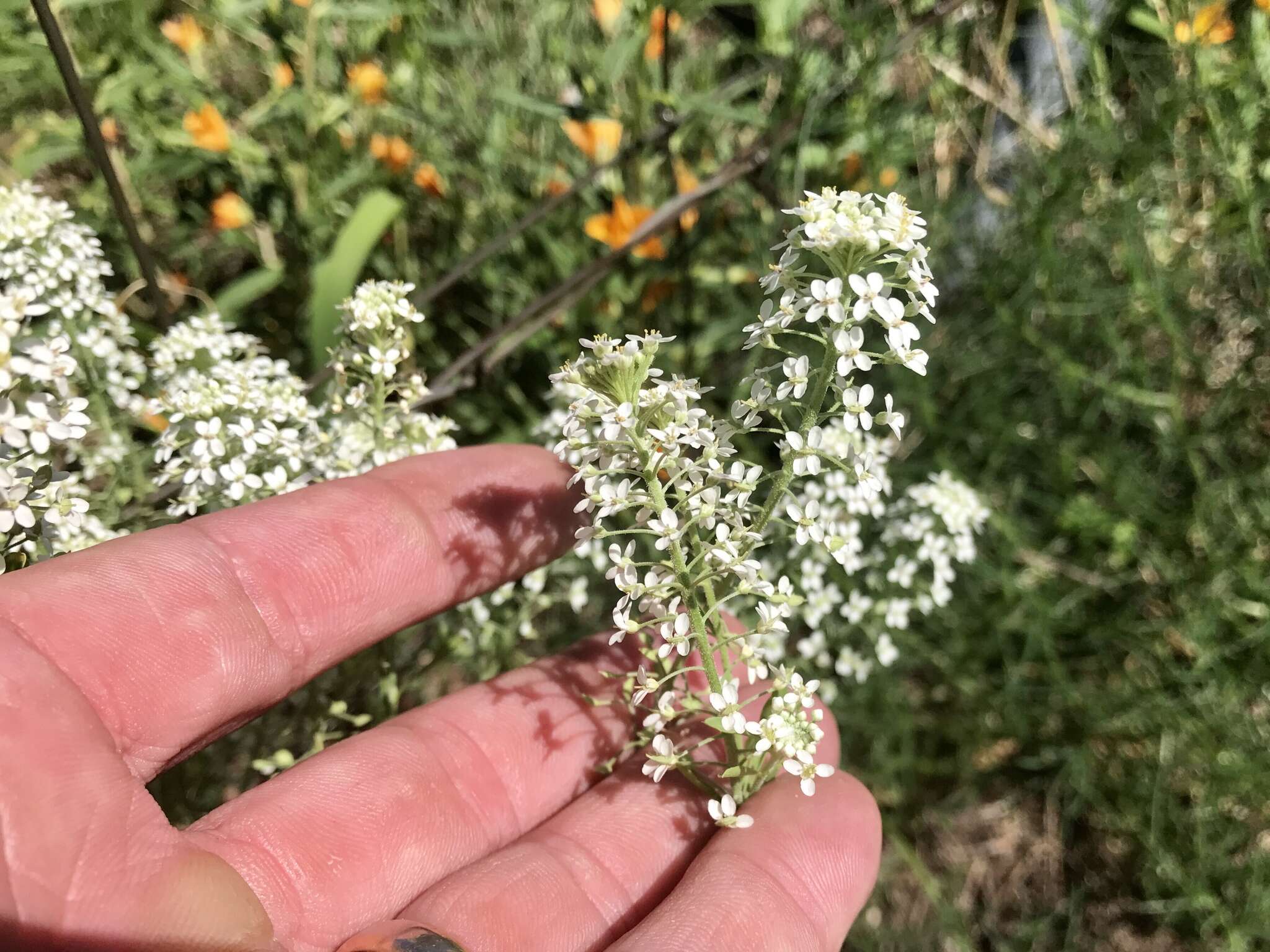 Image of Lepidium thurberi Wooton