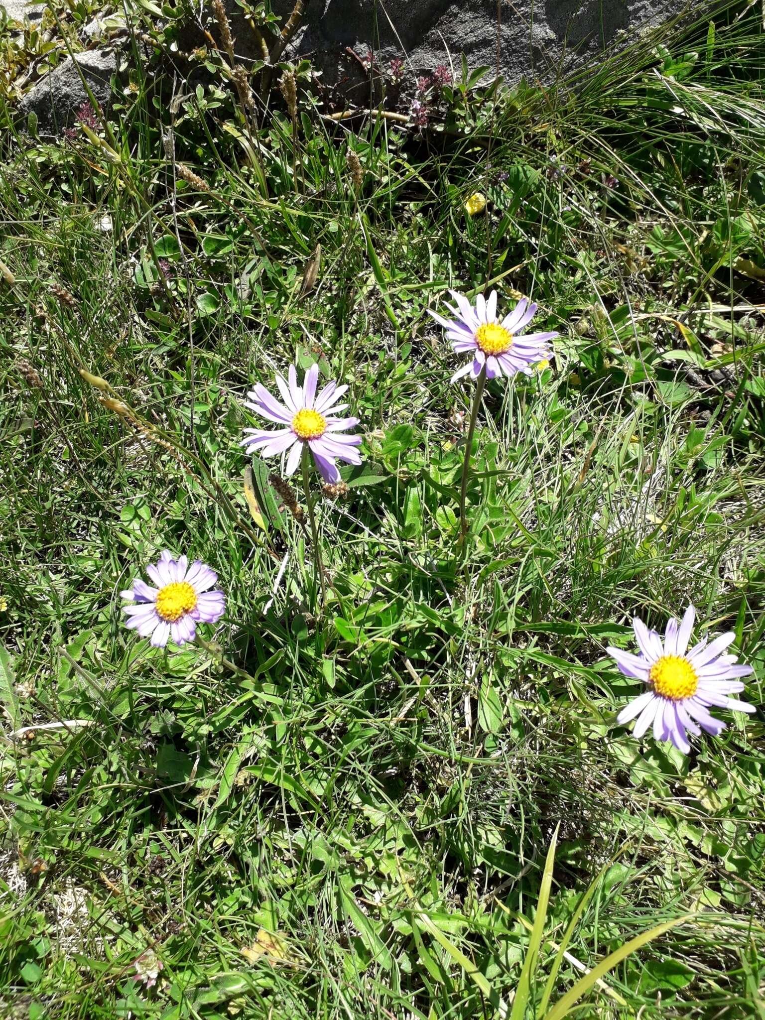 Image of alpine aster