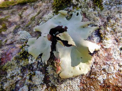 Image of navel lichen