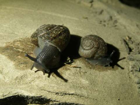 Image of Helminthoglypta petricola (S. S. Berry 1916)