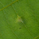 Image of Caryomyia viscidolium Gagne 2008